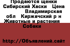 Продаются щенки Сибирский Хаски › Цена ­ 12 000 - Владимирская обл., Киржачский р-н Животные и растения » Собаки   